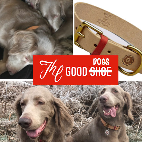 Grenson Dog Collars?